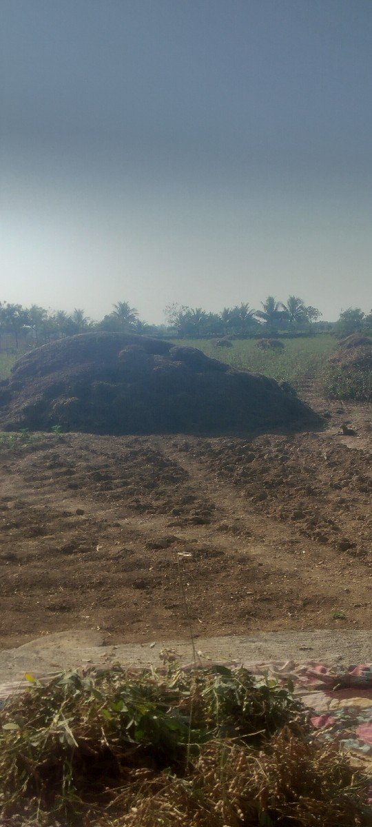 માંડવી નો ચારો,  ૫ વિધા