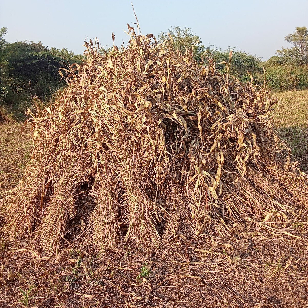 જયદીપભાઈ હરણ