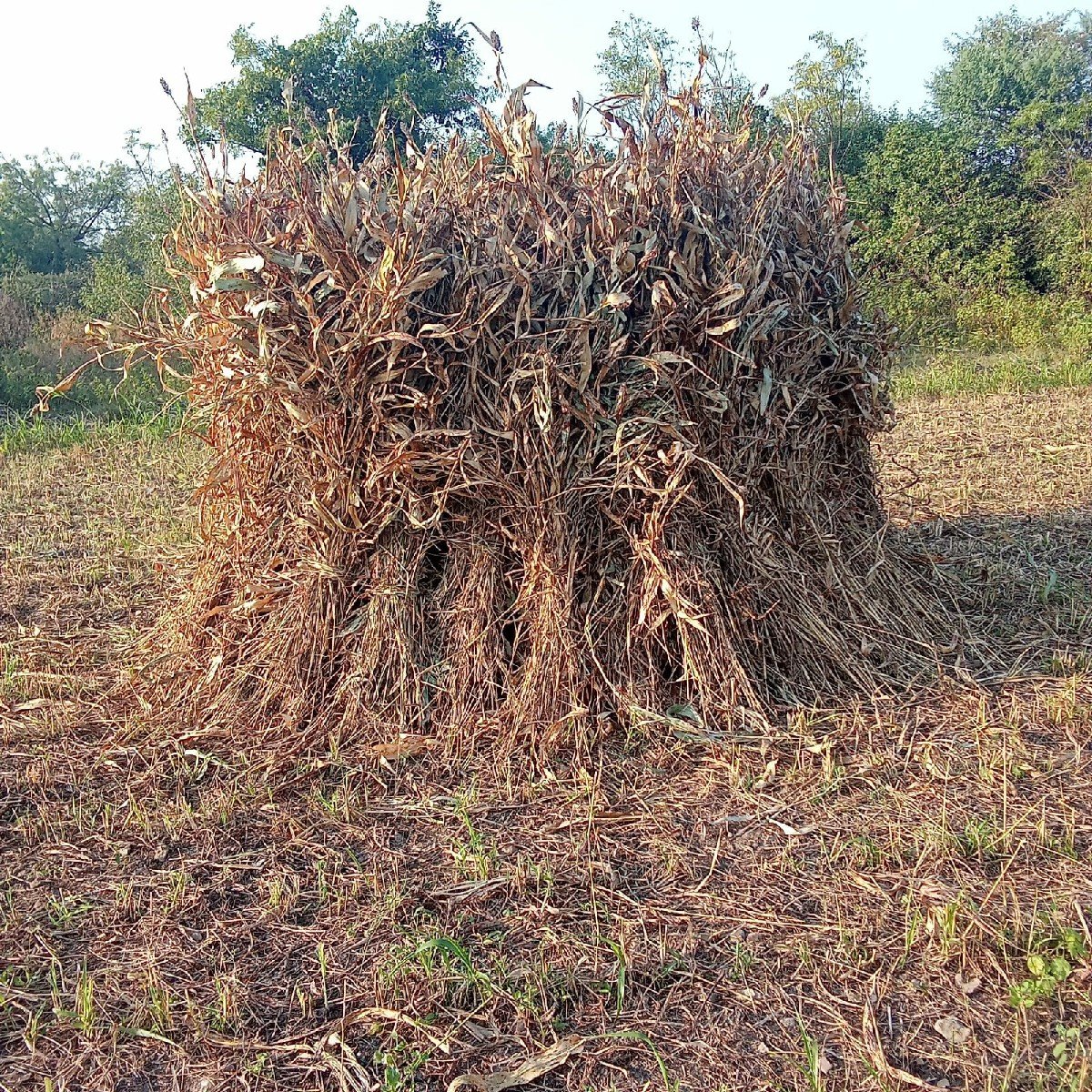 જયદીપભાઈ હરણ