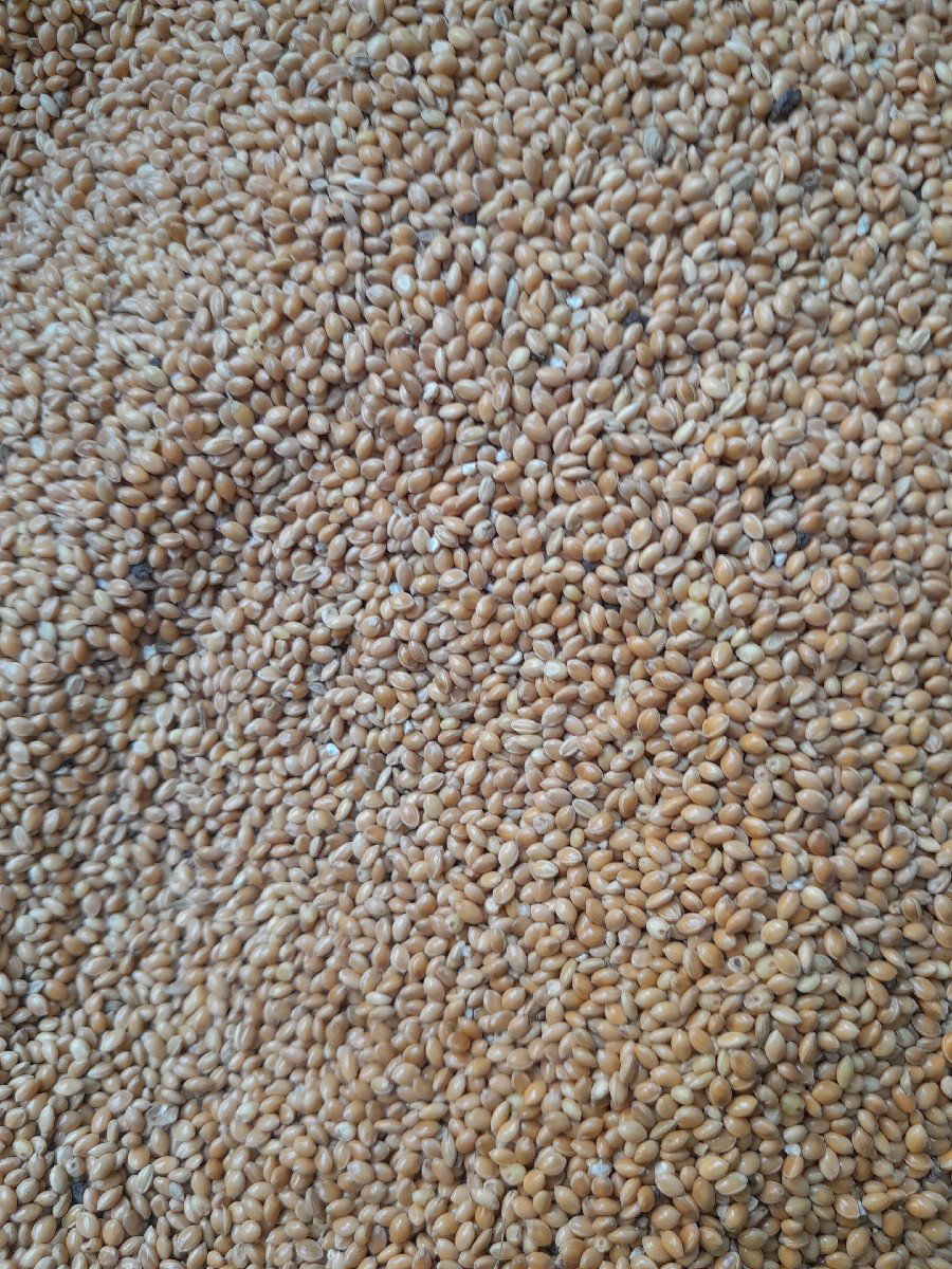 આ કાંગ વેચવા ની છે