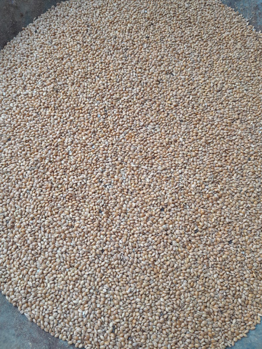આ કાંગ વેચવા ની છે
