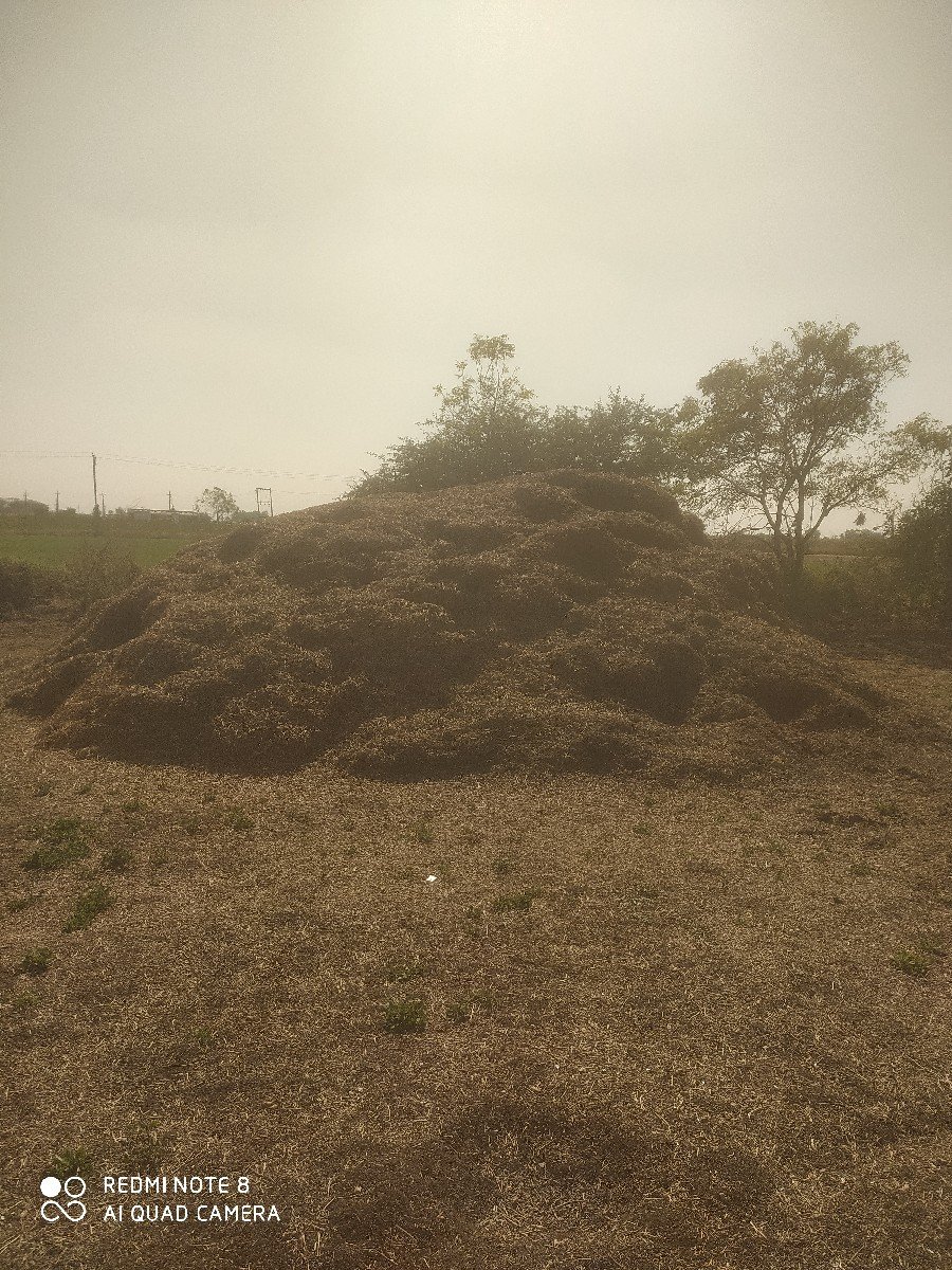 માંડવી નો ભુક્કો વેચવાનો છે