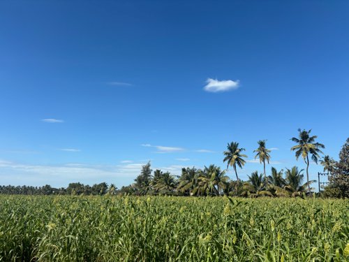 જુવાર વેચાણ કરવાની છે