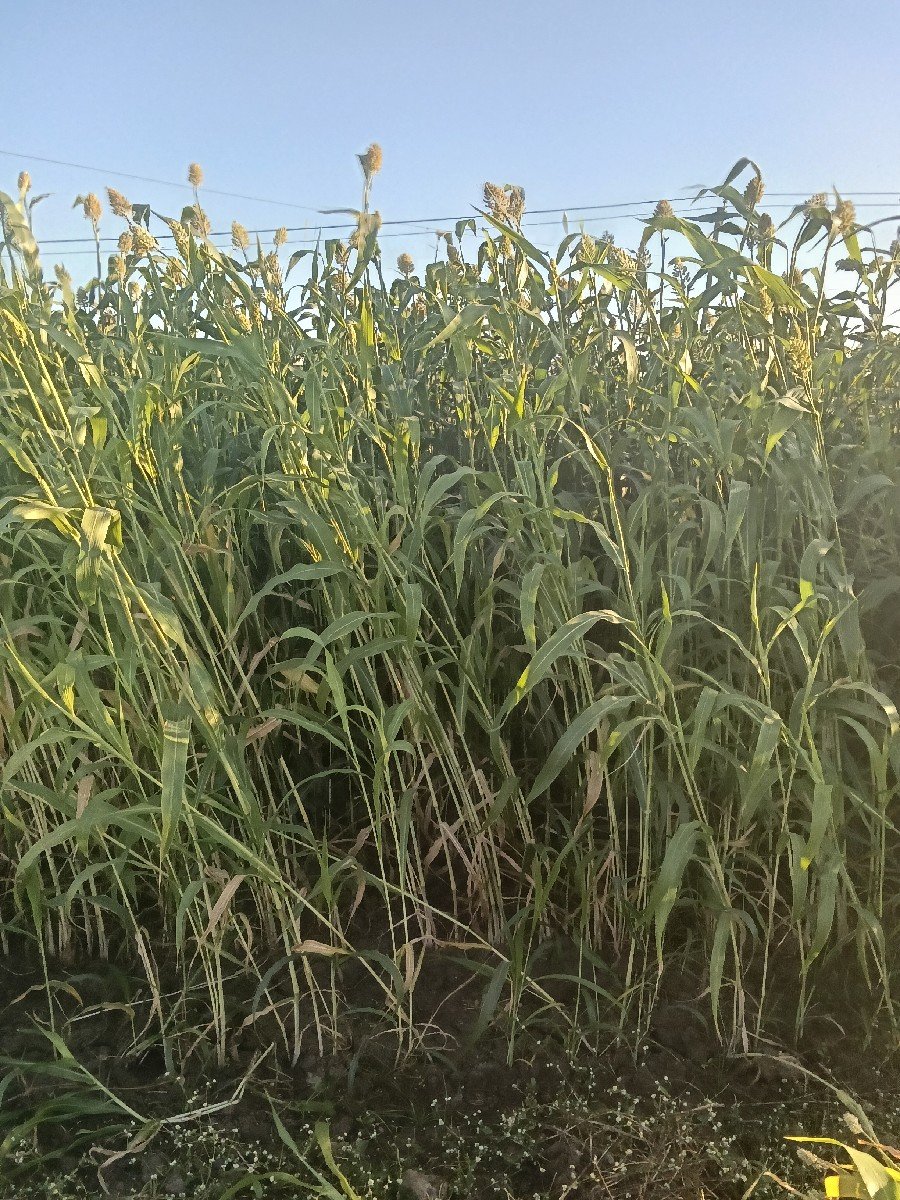 જુવાર વેચવાની છે લીલી