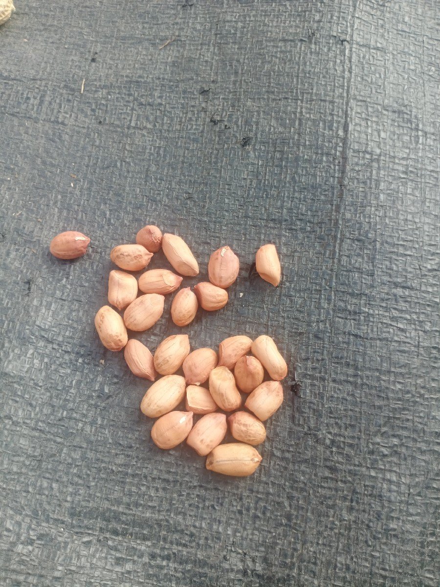 22    નંબર મગફળી