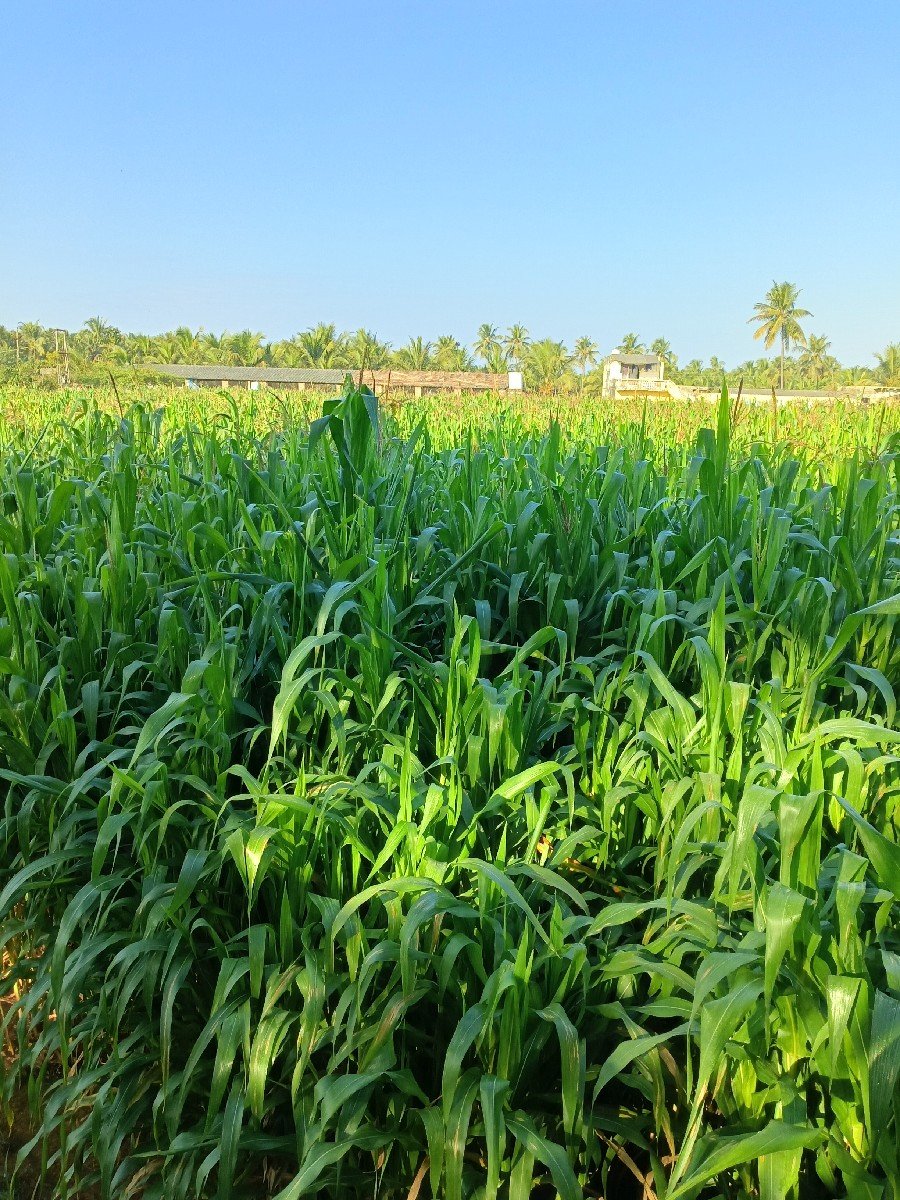 મકાઈ