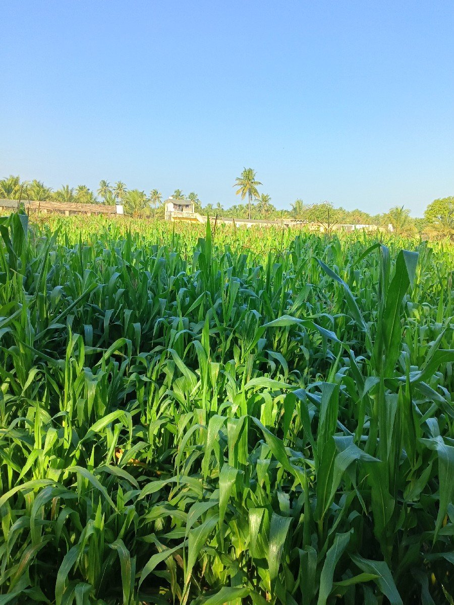 મકાઈ