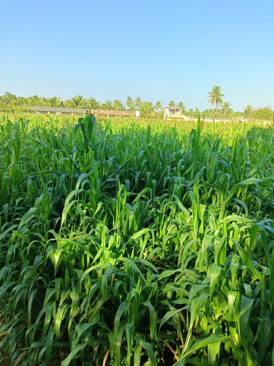 મકાઈ