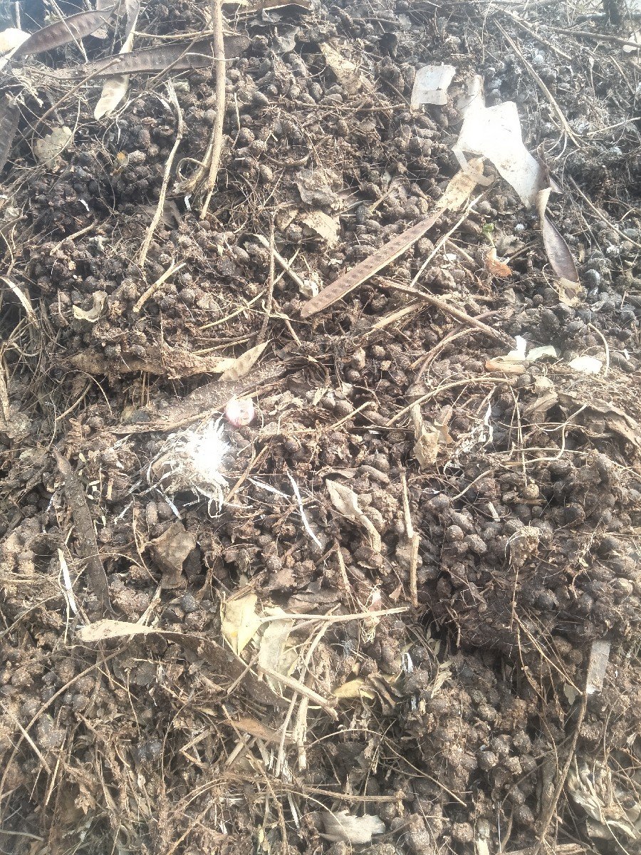 બકરા ની લીંડી નૂ ખાતર વેચવા નૂછે