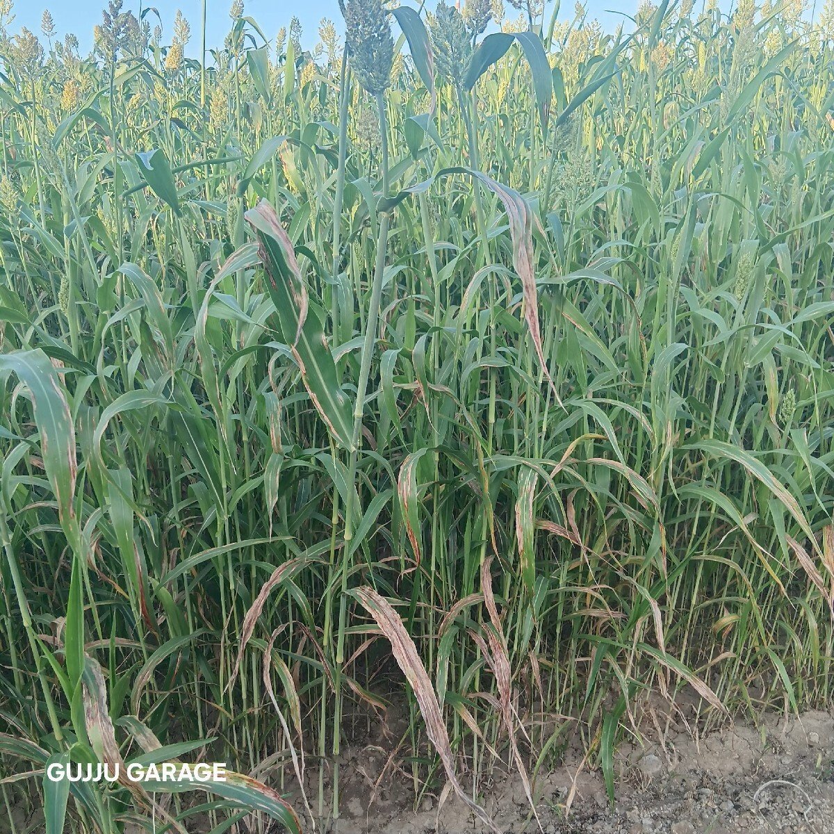 ગુદરી 18વિઘા