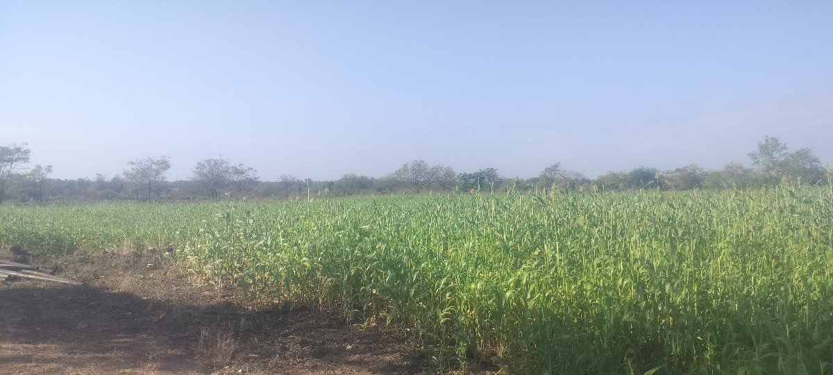 જુવાર નો લીલો સારો ૮ વિધા