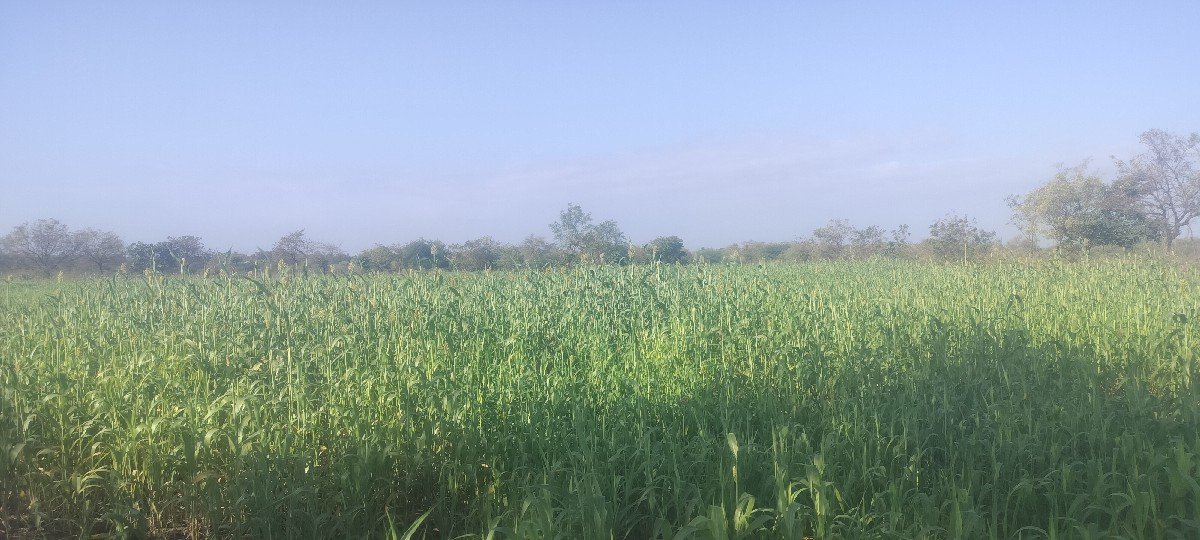 જુવાર નો લીલો સારો ૮ વિધા