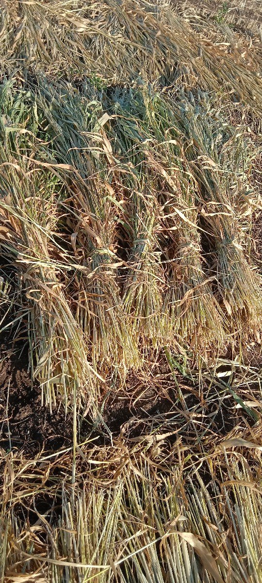 જુવાર ની શાર