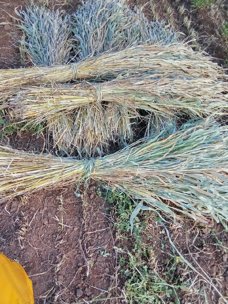 જુવાર ના પૂરા