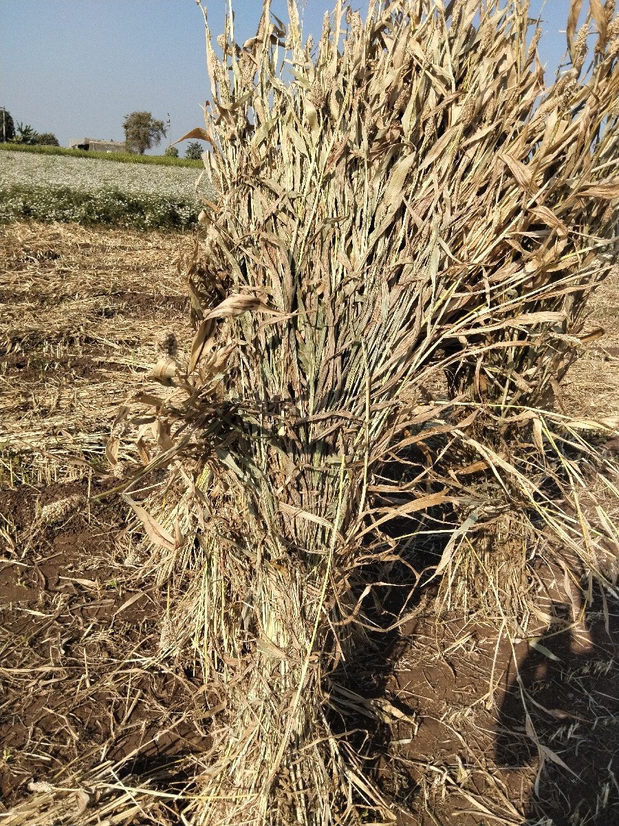 જુવાર નિ નીરણ વેસવાની સે