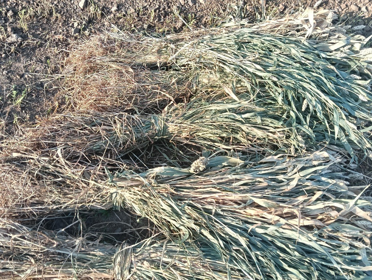 સાર