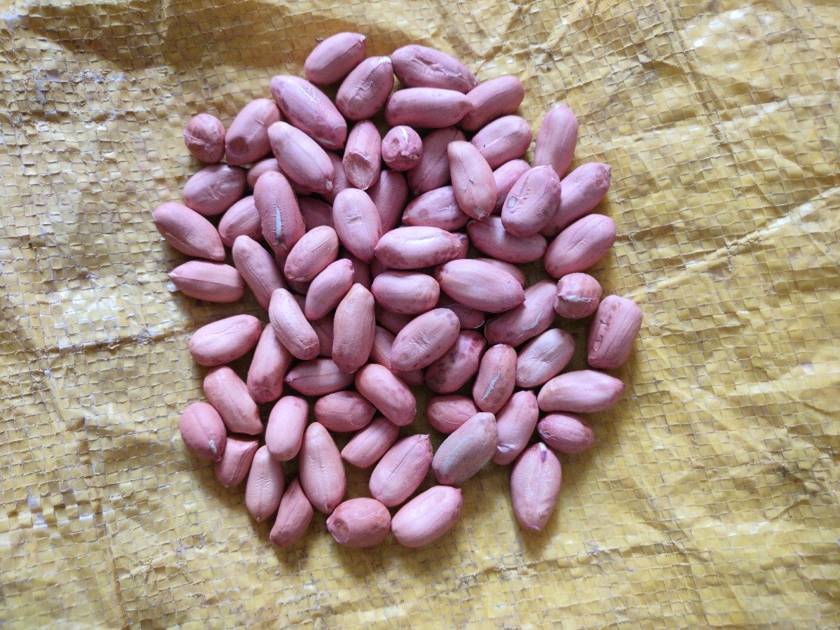 G39 માંડવી નુ બિયારણ