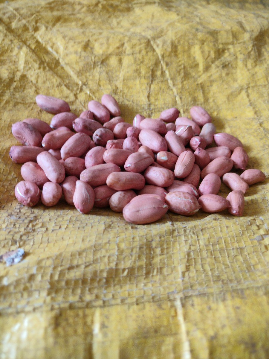 G39 માંડવી નુ બિયારણ