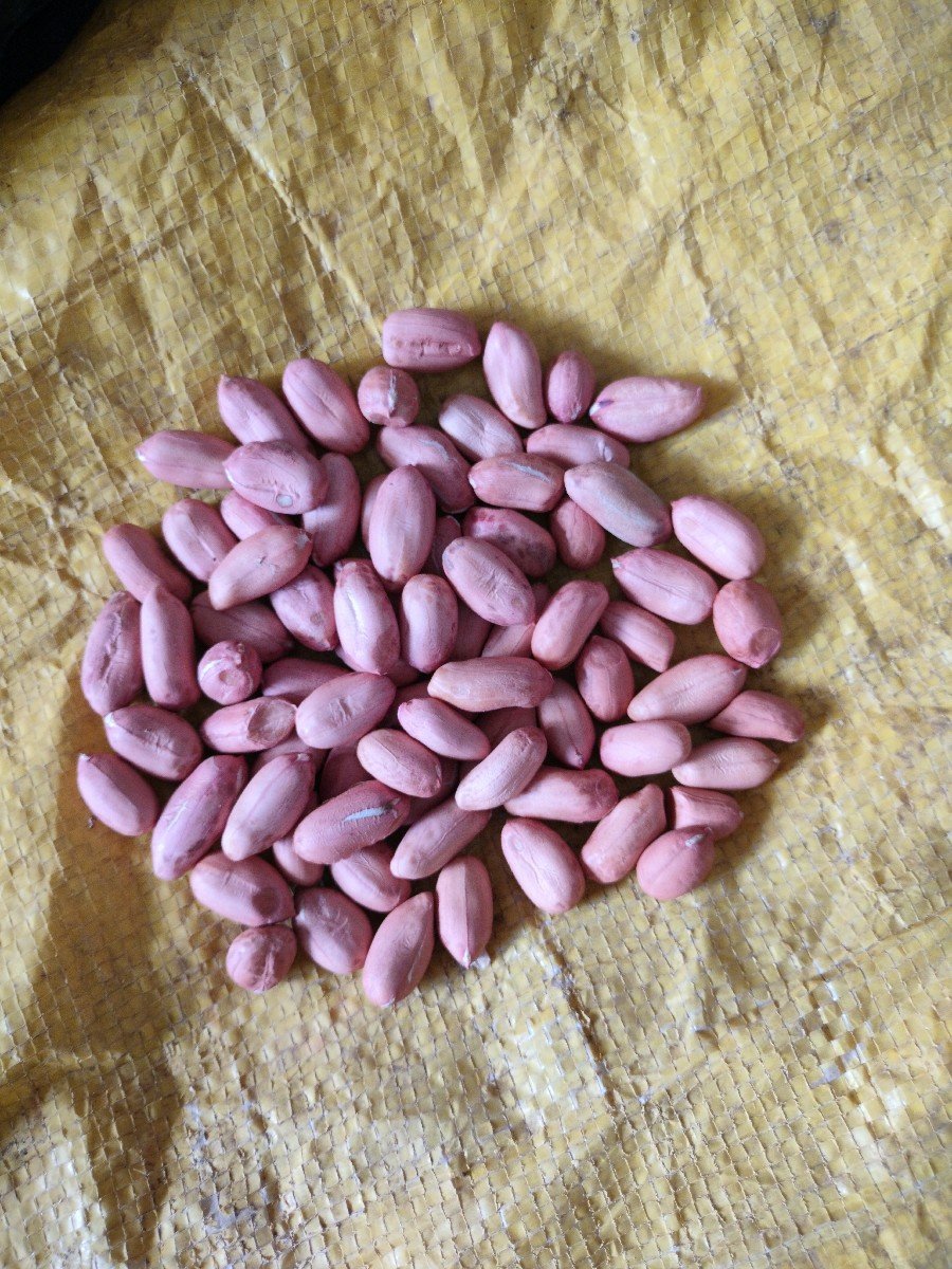 G39 માંડવી નુ બિયારણ