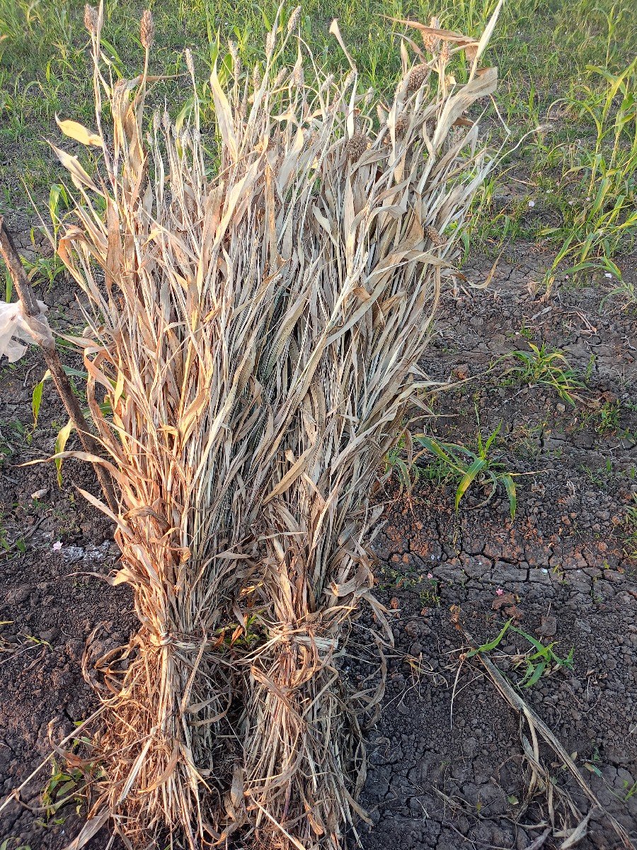 પૂરા વેંચવાના છે.
૯૪૦૮૧૬૦૭૫૭