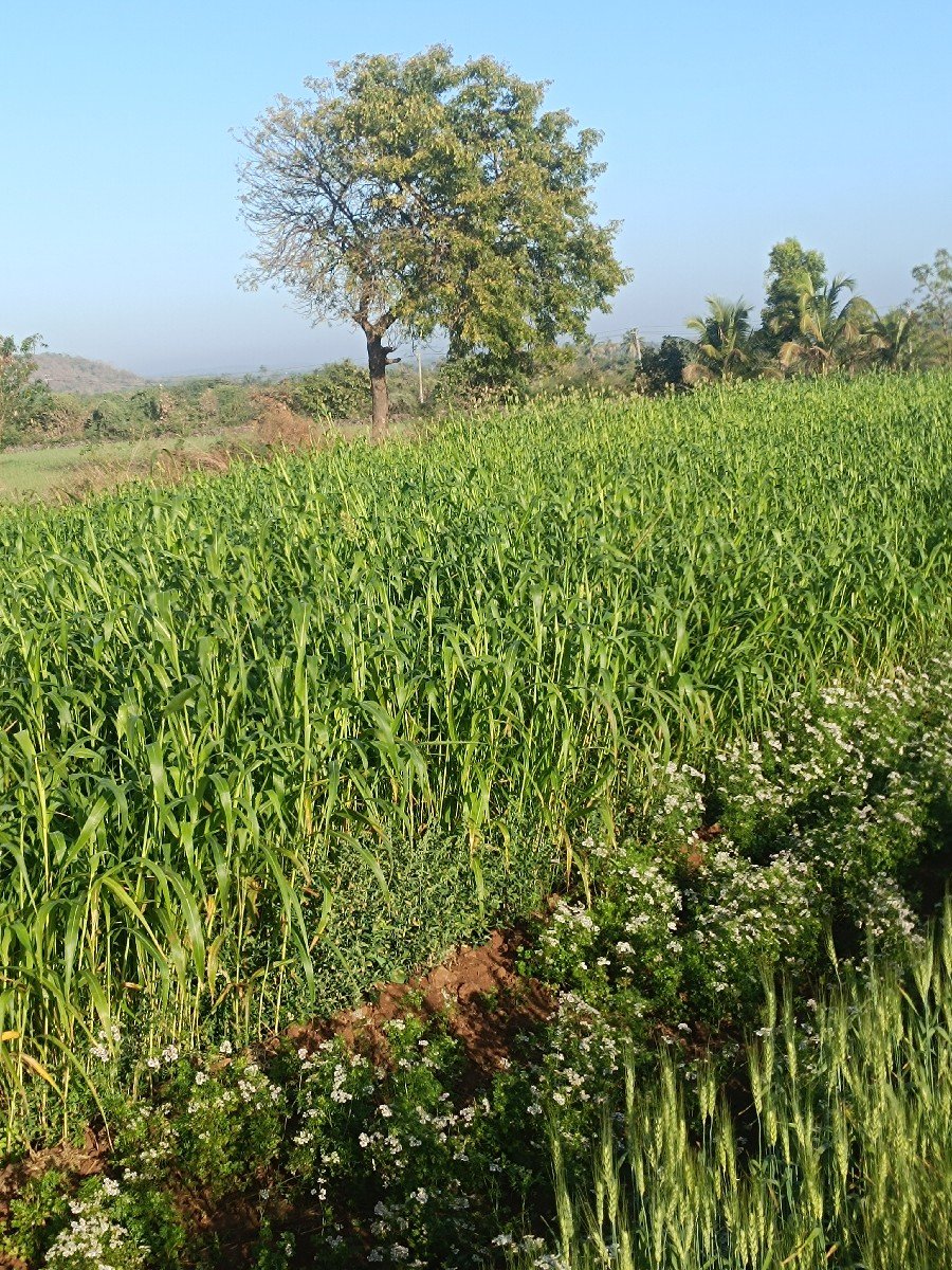 લીલી જવાર