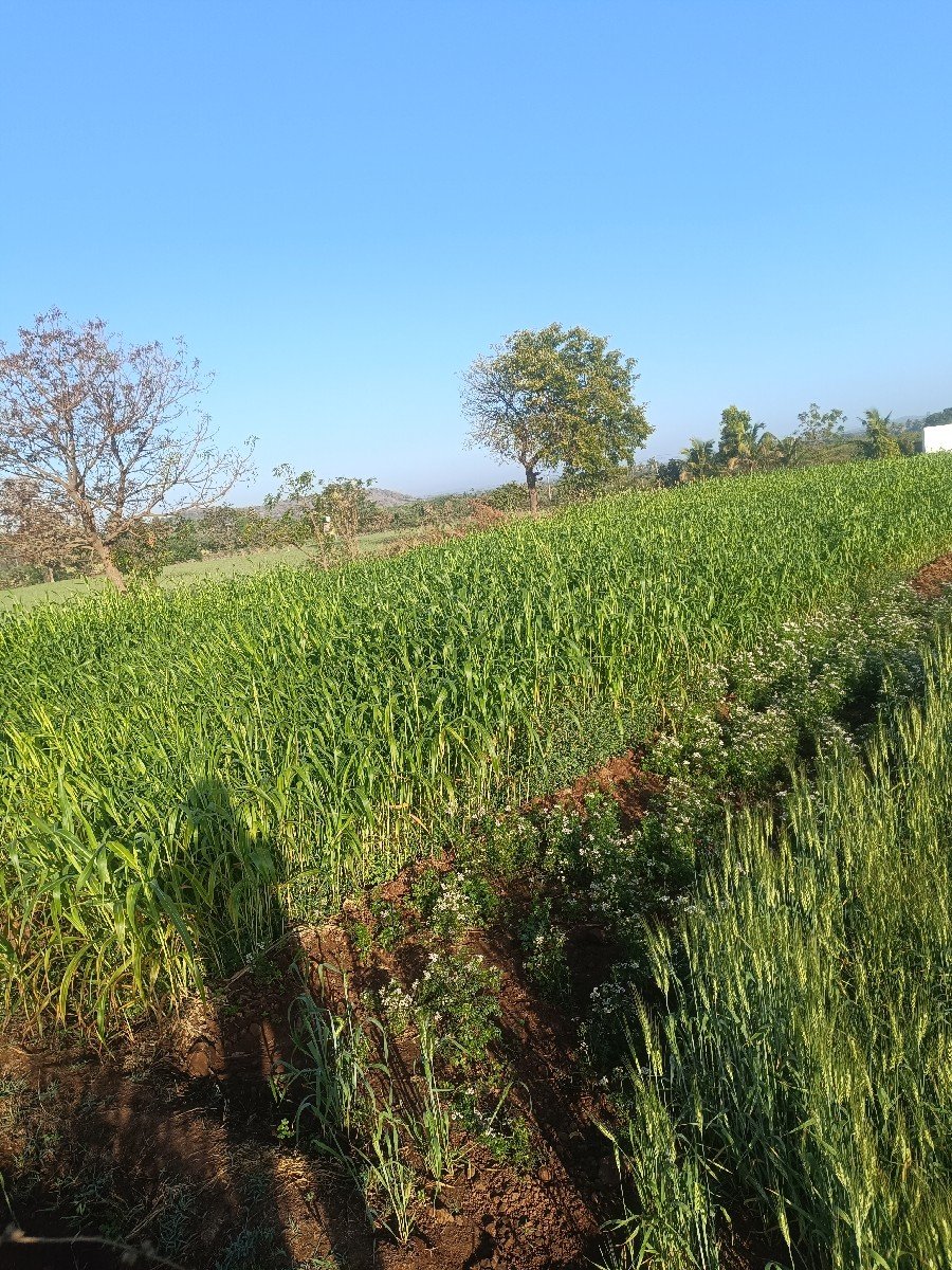 લીલી જવાર