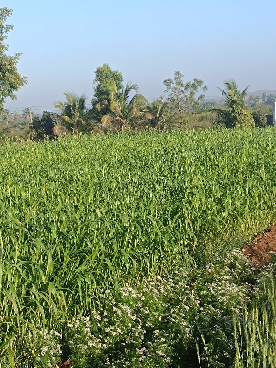 લીલી જવાર