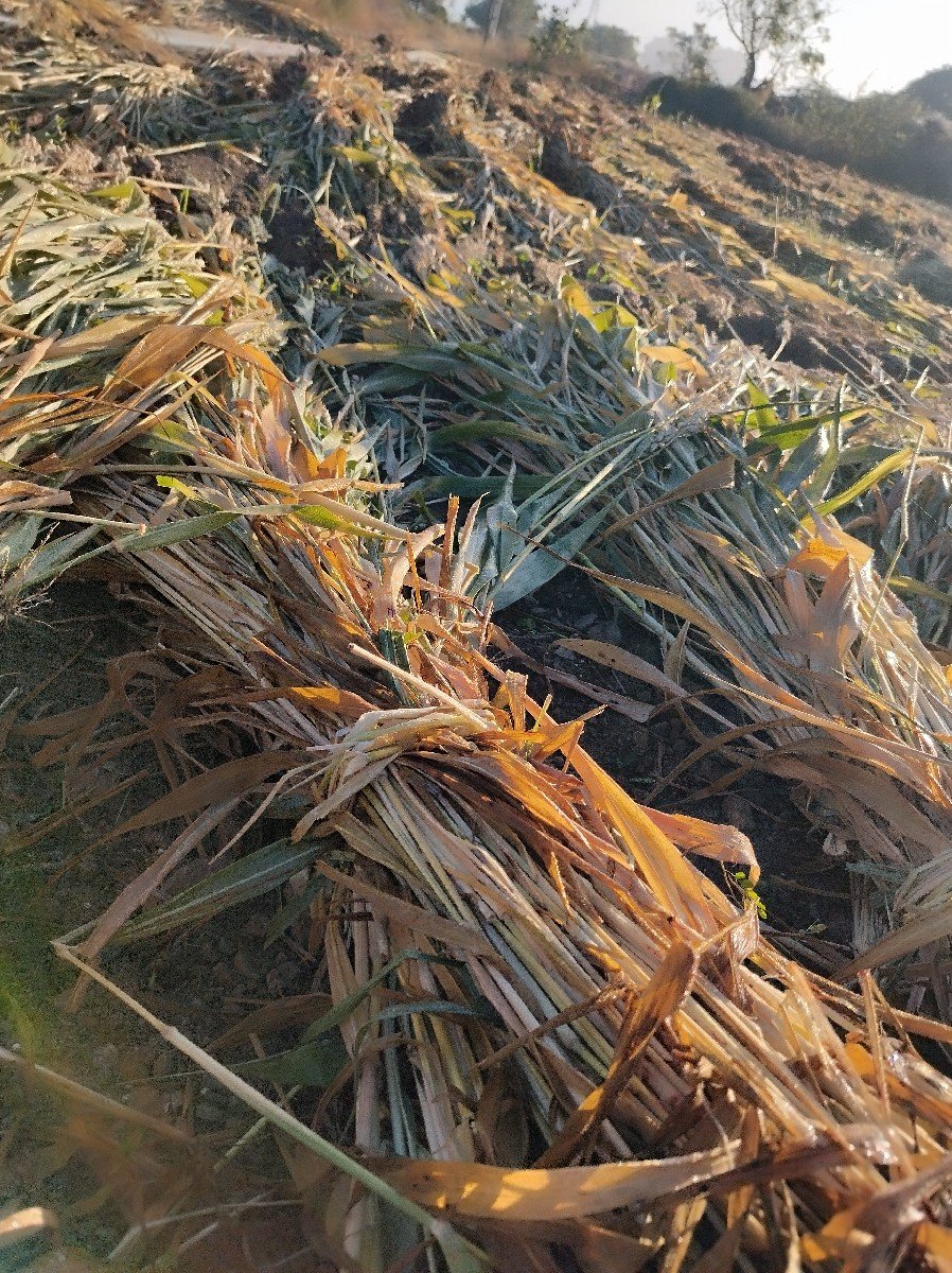 જુવાર ની નિરણ