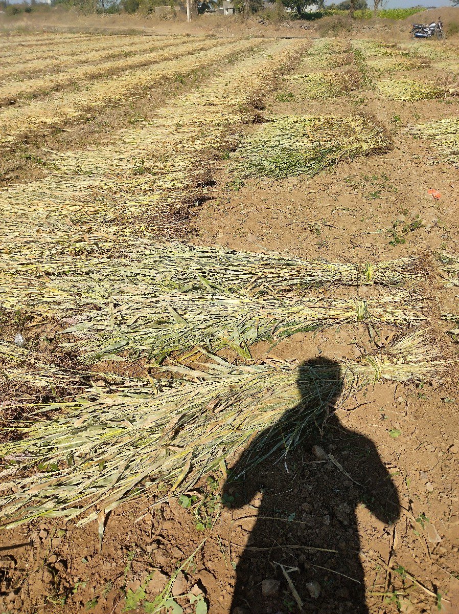 જુવાર ની નિરણ