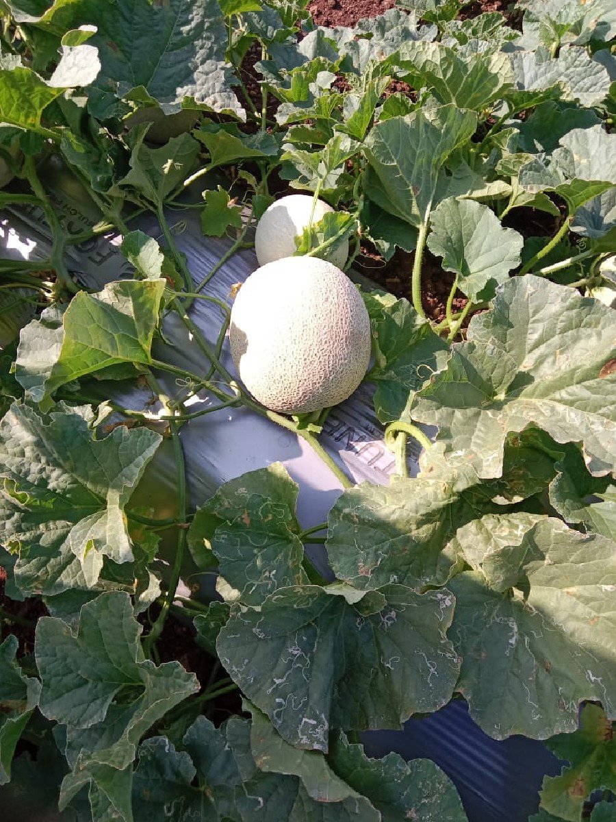 ટેટી