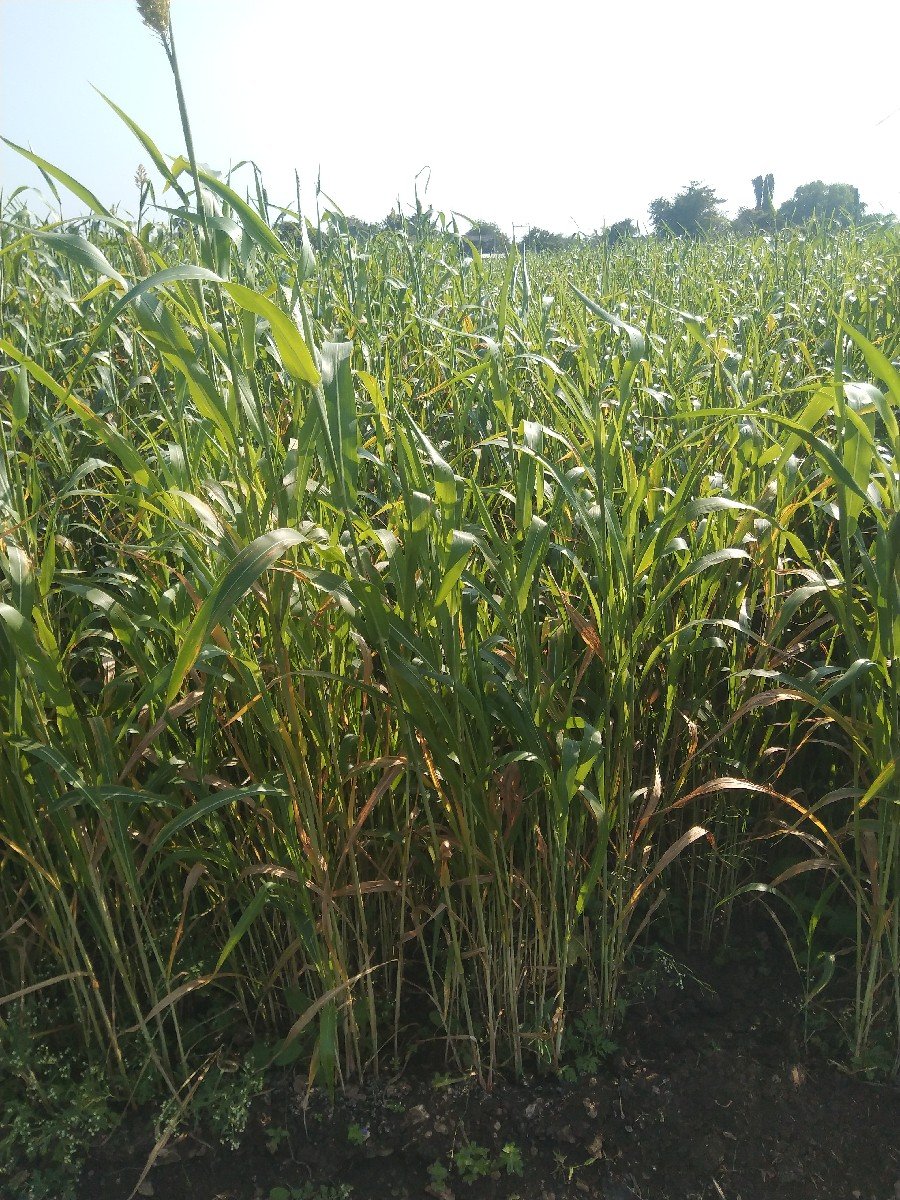 જુવારનોસાર