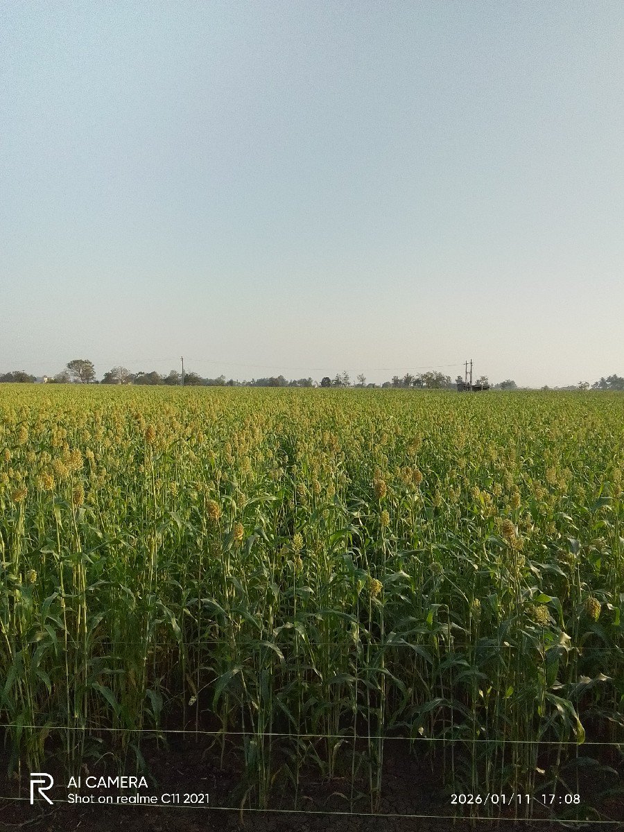 જુવાર લીલી
