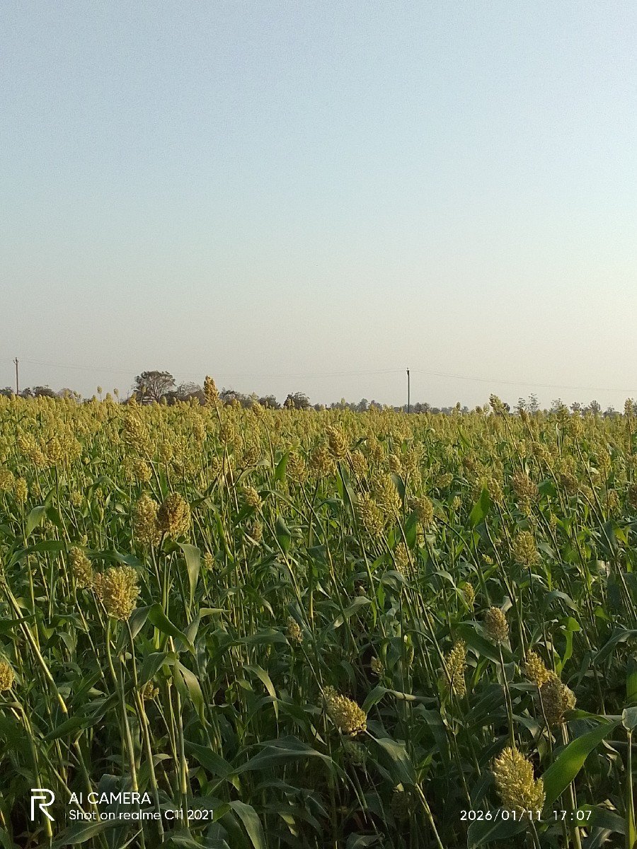 જુવાર લીલી