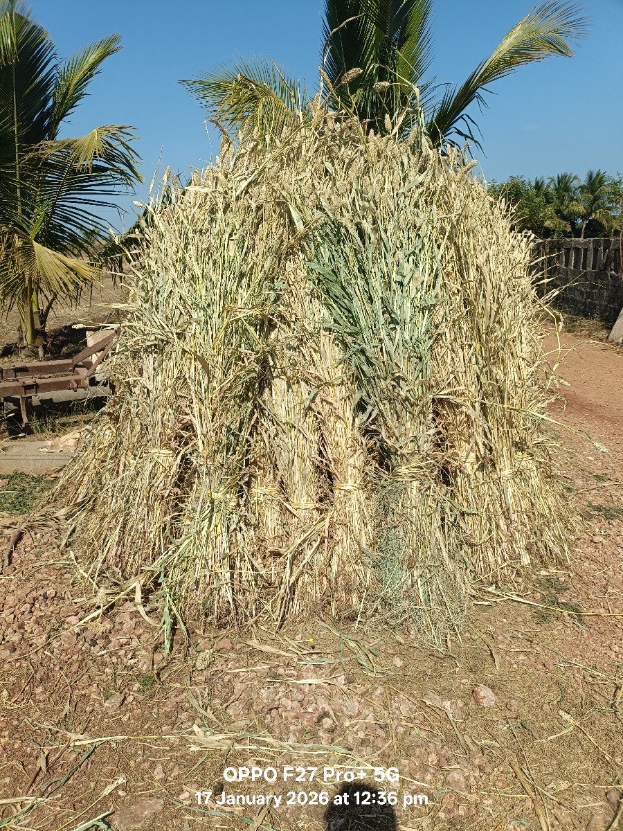 સાર વેસ વાની સે
