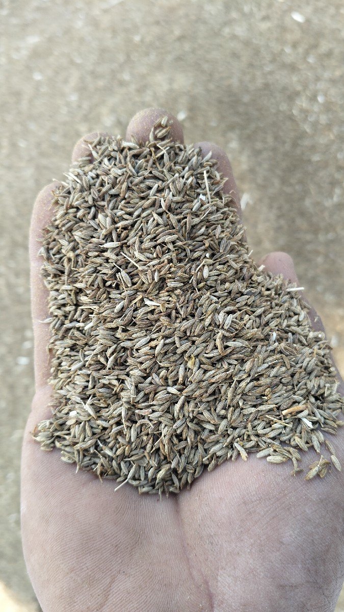 જીરું/મગફળી