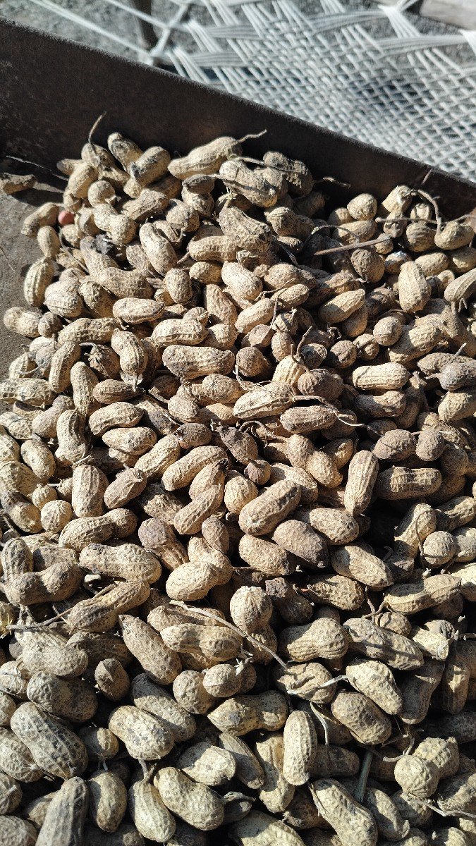 જીરું/મગફળી