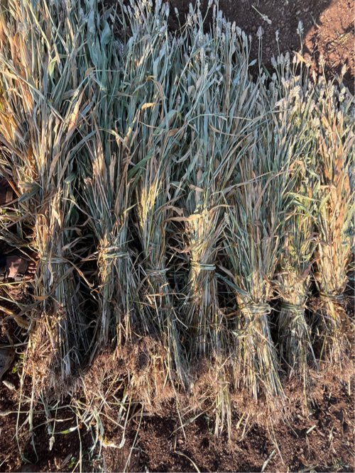 Juavar