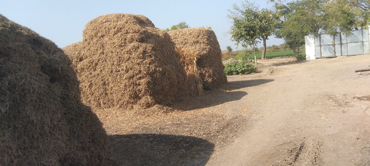 માંડવીનો ચારો વેસવાનો છે