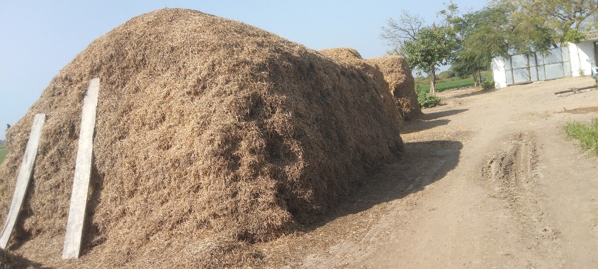 માંડવીનો ચારો વેસવાનો છે