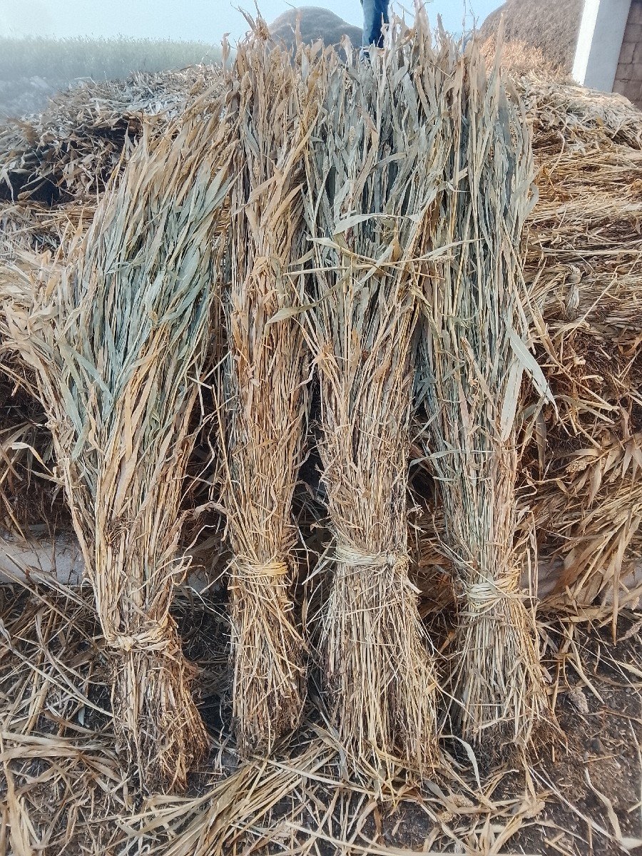 જુવાર ની  નીરણ વેચવાની છે