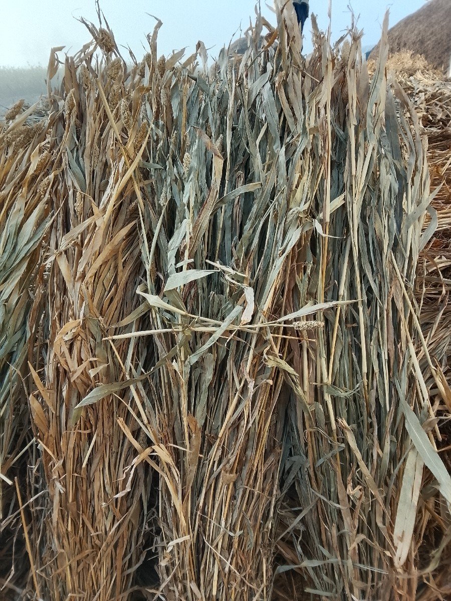જુવાર ની  નીરણ વેચવાની છે