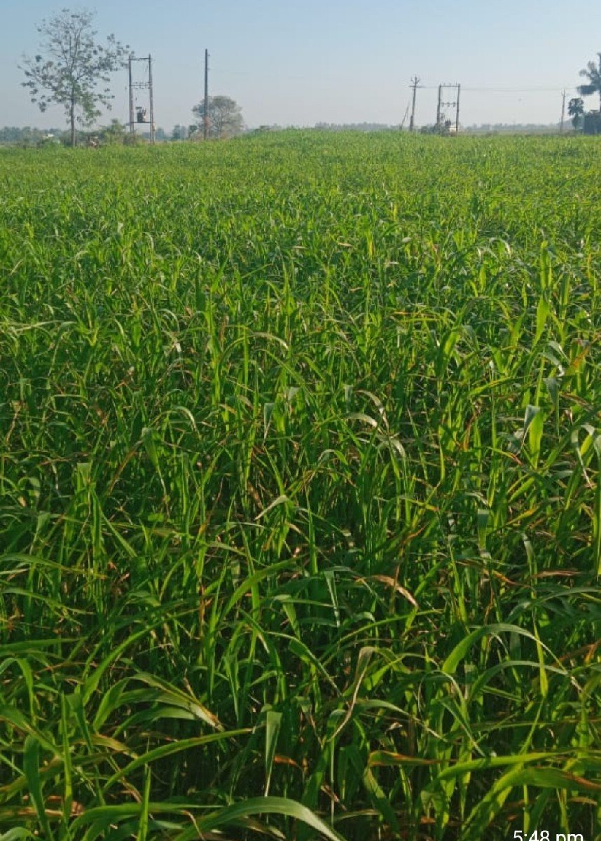 લીલી જુવાર