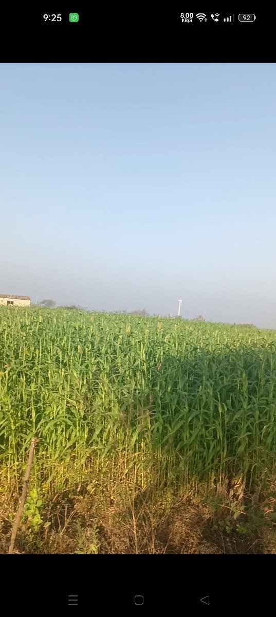 જુવાર વેસવાની છે
9925591041