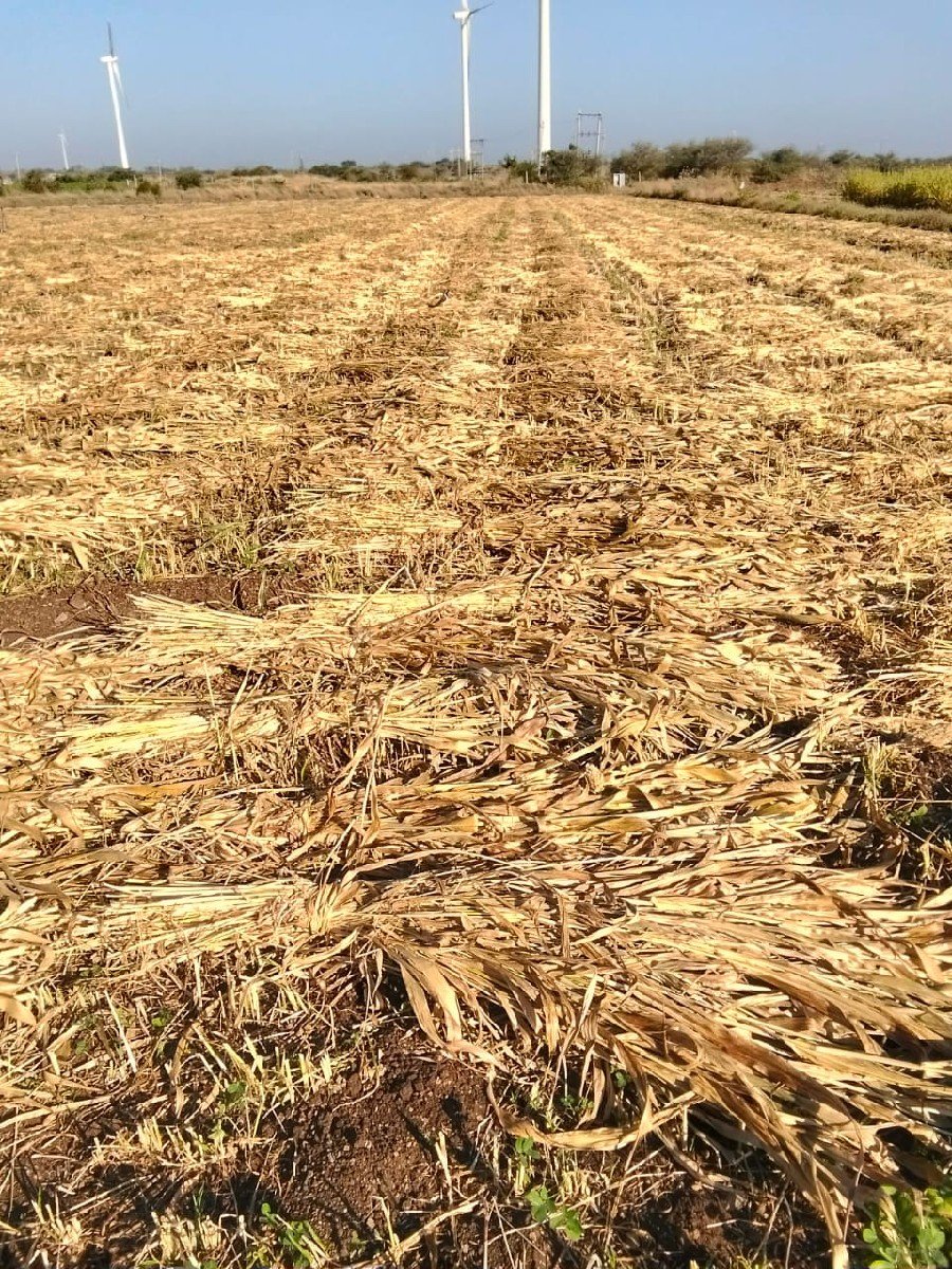 જુવાર વેચવાની છે