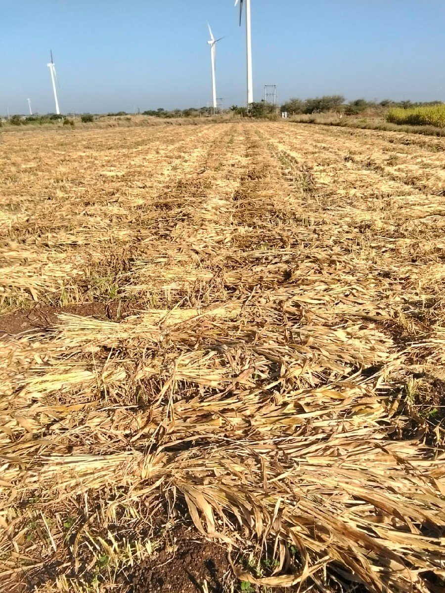 જુવાર વેચવાની છે