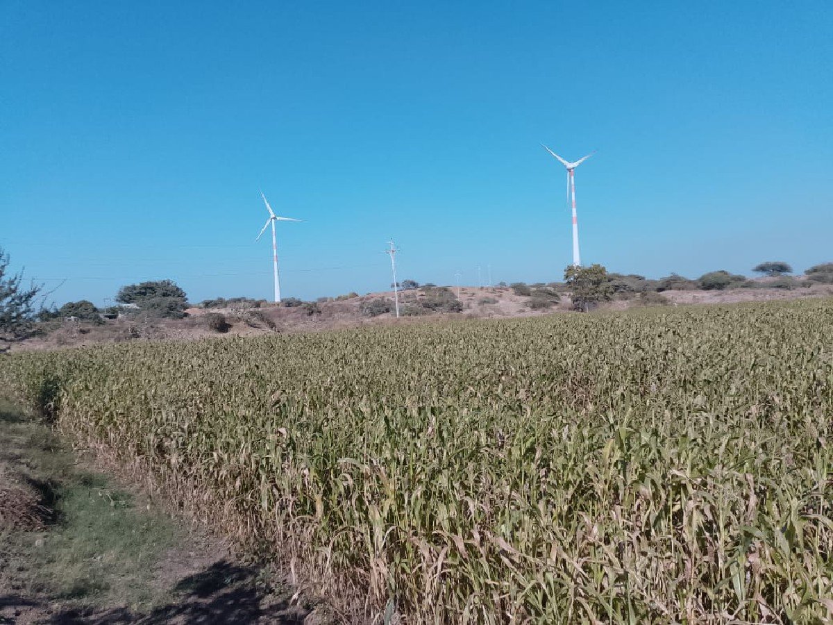 લિલી જુવાર વિચવાની છે
