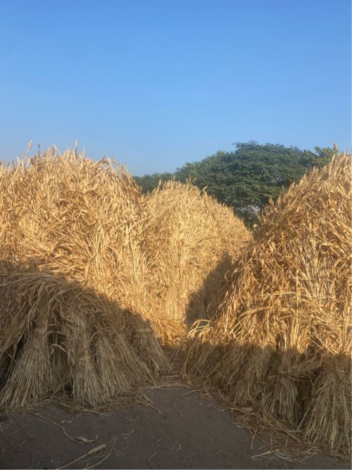 ગૂદરી ની ની ણ