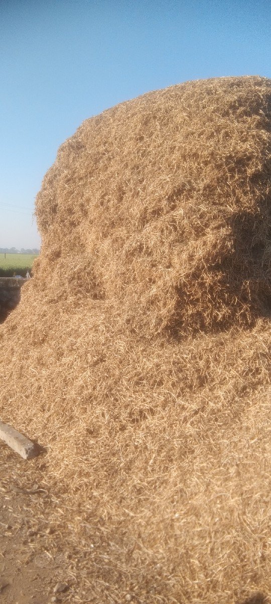 માંડવી નો ભૂકો6354857483