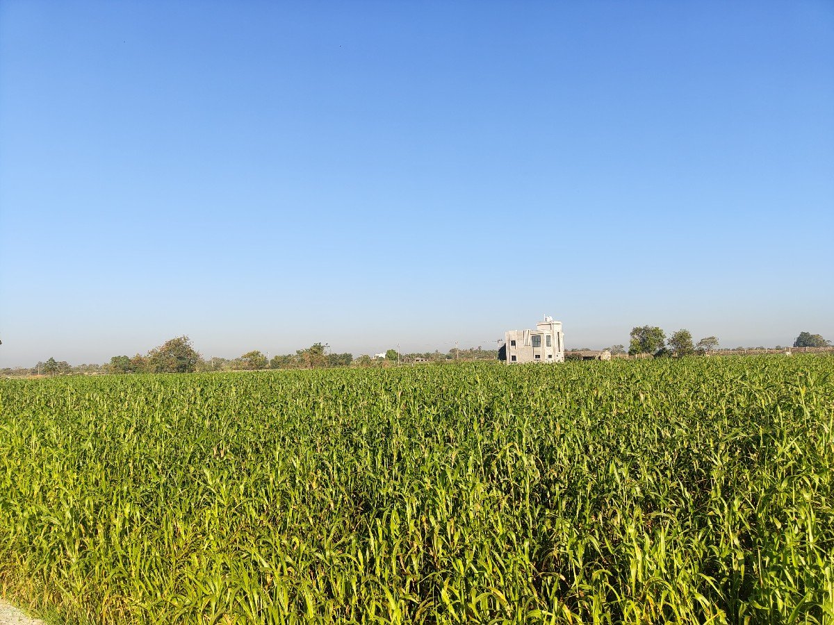લીલી જવાર વેચવાની છે.