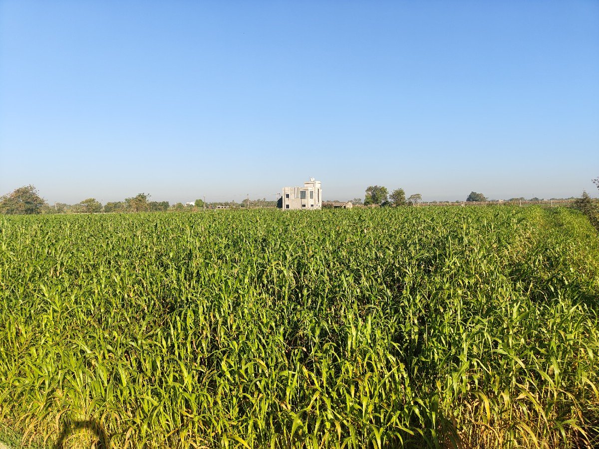 લીલી જવાર વેચવાની છે.